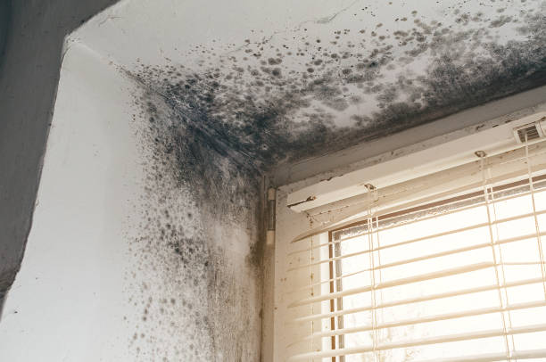 Affordable Mold Inspection And Testing solutions in Clayton, NC